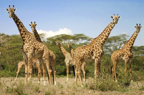 giraffe predators information